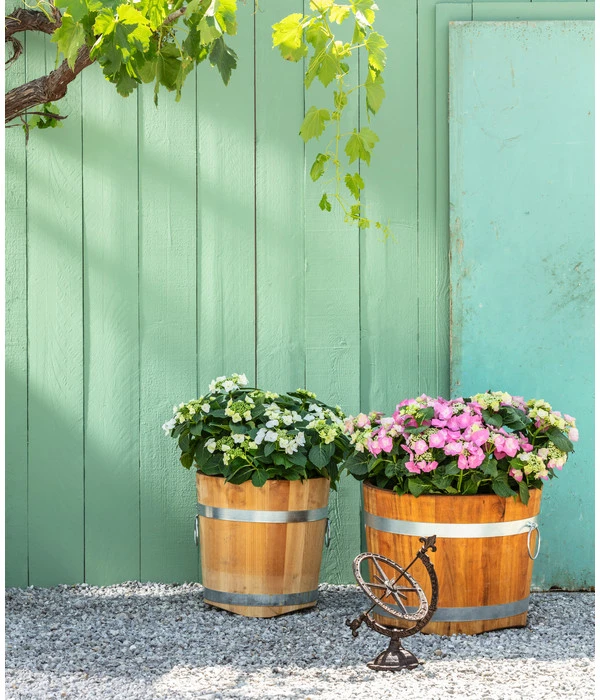 Küferei Kardos Robinienkübel, Rund 4 Küferei Kardos Robinienkübel, Rund – Bild 2