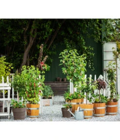 Küferei Kardos Robinienkübel, Rund 8 Küferei Kardos Robinienkübel, Rund -Gartenbedarf Angebote 1709096 1709401 1709443 1709732 1709807 1710037 WE MO 002 Robinienkuebelrund