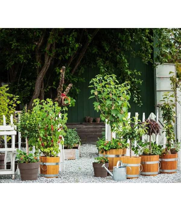 Küferei Kardos Robinienkübel, Rund 5 Küferei Kardos Robinienkübel, Rund – Bild 3