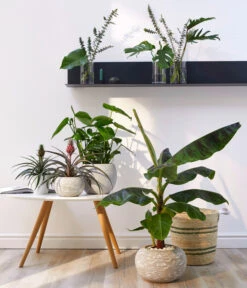 Banane 'Dwarf Cavendish' 9 Banane 'Dwarf Cavendish' -Gartenbedarf Angebote 20180423 WE MO 002 AnanasMusaGC11