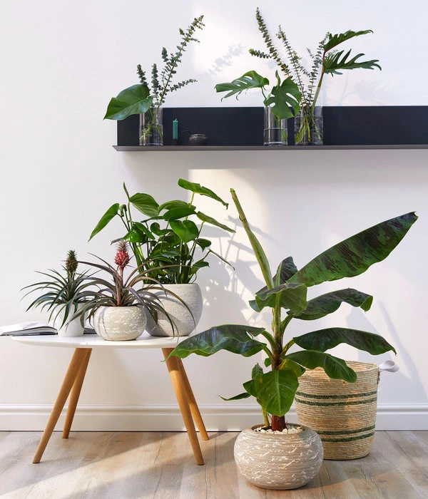 Banane 'Dwarf Cavendish' 5 Banane 'Dwarf Cavendish' – Bild 3