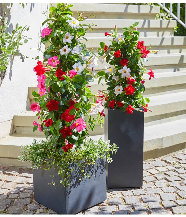 Dipladenien-Duo, Pyramide 4 Dipladenien-Duo, Pyramide – Bild 2