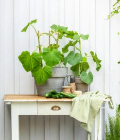 Mini Schlangengurke -Gartenbedarf Angebote 20200717 8842643 WE MO 002 CucurbitaePepoZucchiniGruen 2021 GC13 01