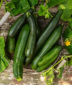 Mini Schlangengurke -Gartenbedarf Angebote 20200722 8830747 8831000 WE MO 001 GurkeEtikett