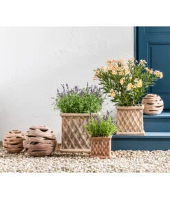 Bestseller -Gartenbedarf Angebote 20200722 WE MO 001 LavandulaAngustifolia 2021 GC11