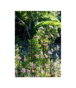 Dehner Premium Obelisk Odin 19 Dehner Premium Obelisk Odin -Gartenbedarf Angebote 2480069 2480093 2480119 WE MO 009 DehnerPremiumObeliskOdinRankhilfe