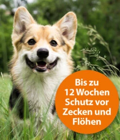 ARDAP® Zecken- Und Flohschutz Spot-On Für Große Hunde, 3 X 4 Ml -Gartenbedarf Angebote 2599256 WE DE 002 ArdapQuikoHZbhSpotOn25kg
