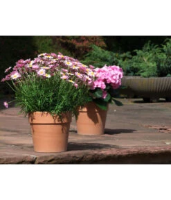 Spang Terrakotta-Pflanzgefäß Calima -Gartenbedarf Angebote 2919595 2919652 2919694 2919736 2919835 2919843 WE MO 001 TerrakottaTopfCalima