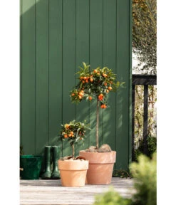 Spang Terrakotta-Pflanzgefäß Calima -Gartenbedarf Angebote 2919595 2919652 2919694 2919736 2919835 2919843 WE MO 003 TerrakottaTopfCalima