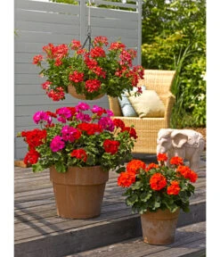 Spang Terrakotta-Pflanzgefäß Calima -Gartenbedarf Angebote 2919595 2919652 2919694 2919736 2919835 2919843 WE MO 004 TerrakottaTopfCalima