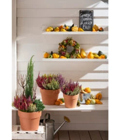 Spang Terrakotta-Pflanzgefäß Calima -Gartenbedarf Angebote 2919595 2919843 2919736 2919694 2919835 2919652 WE MO 012 TerrakottaPflanzgefaessCalima