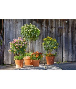 Spang Terrakotta-Pflanzgefäß Calima -Gartenbedarf Angebote 2919652 2919694 2919595 2919843 2919736 2919835 WE MO 008 CalimaTerra