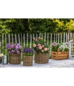 Naturzaun Haselnuss, Ca. 5 M -Gartenbedarf Angebote 3003936 WE MO 002 NaturzaunHaselnuss 5m