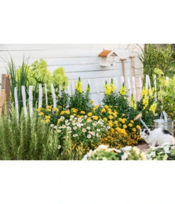 Naturzaun Haselnuss, Ca. 5 M -Gartenbedarf Angebote 3003936 WE MO 005 NaturzaunHaselnuss 5m