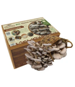 Bestseller 9 Pilzmännchen Bio Pilzzuchtset Austernpilz