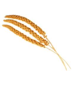 Dehner Kolbenhirse, Gelb -Gartenbedarf Angebote 414060 BildD 001 ErgaenzungsfutterDehnerKolbenhirseKolbenhItChina500GFo