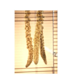 Dehner Kolbenhirse, Gelb -Gartenbedarf Angebote 414060 BildM 001 ErgaenzungsfutterDehnerKolbenhirseKolbenhItChina500GFo