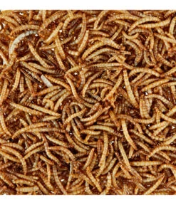 Dehner Natura Wildvogelsnack Getrocknete Mehlwürmer 11 Dehner Natura Wildvogelsnack Getrocknete Mehlwürmer -Gartenbedarf Angebote 425595 WE D 001 NaturaGetrockneteMehlwuermer80g