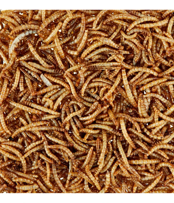 Dehner Natura Wildvogelsnack Getrocknete Mehlwürmer 7 Dehner Natura Wildvogelsnack Getrocknete Mehlwürmer – Bild 5