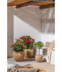 Dehner Terrakotta-Topf Imperia, Rund, Antik-terrakotta 12 Dehner Terrakotta-Topf Imperia, Rund, Antik-terrakotta -Gartenbedarf Angebote 4272639 4272670 WE MO 004 DehnerTerrakottaTopf