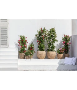 Dehner Terrakotta-Topf Imperia, Rund, Antik-terrakotta 13 Dehner Terrakotta-Topf Imperia, Rund, Antik-terrakotta -Gartenbedarf Angebote 4272639 4272670 WE MO 005 DehnerTerrakottaTopf