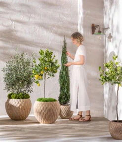 Dehner Terrakotta-Topf Imperia, Rund, Antik-terrakotta 14 Dehner Terrakotta-Topf Imperia, Rund, Antik-terrakotta -Gartenbedarf Angebote 4272639 4272670 WE MO 006 DehnerTerrakottaTopf