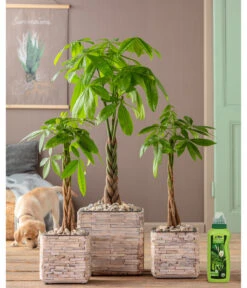 Dehner Grünpflanzen-Dünger, Flüssig, 500 Ml 8 Dehner Grünpflanzen-Dünger, Flüssig, 500 Ml -Gartenbedarf Angebote 4418075 WE MO 002 DehnerGruenpflanzenDuengerfluessig500ml