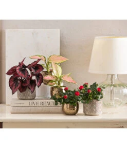 Dehner Keramik-Übertopf Elian, Rund, Ca. Ø8 Cm -Gartenbedarf Angebote 4479507 WE MO 001 TopfKodyElian Valentin