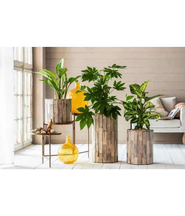 Dehner Holz-Übertopf Luna, Rund, Hellbraun 4 Dehner Holz-Übertopf Luna, Rund, Hellbraun – Bild 2