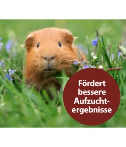 Quiko® Vitacombex® Na Multivitaminsaft Für Nager, 125 Ml 9 Quiko® Vitacombex® Na Multivitaminsaft Für Nager, 125 Ml -Gartenbedarf Angebote 5198106 WE MO 003 QuikoNFVitacombexNa125ml