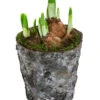 Narzissen 'Tête à Tête' In Birkentopf, Ca. Ø11 Cm -Gartenbedarf Angebote 6019129 WE FS 001 HOBirkentopNarzisse