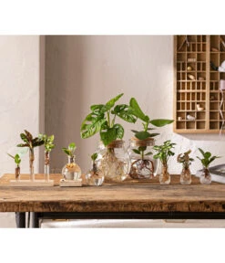 Waterplant Balsamapfel Im Kugelglas - Clusia Rosea 'Princess', Mit LED -Gartenbedarf Angebote 6125066 WE MO 001 WaterPlants 1