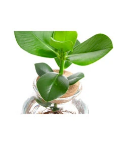 Waterplant Balsamapfel Im Kugelglas - Clusia Rosea 'Princess', Ca. 30 Cm -Gartenbedarf Angebote 6125082 WE DE 001 WaterPlantsClusia12cm