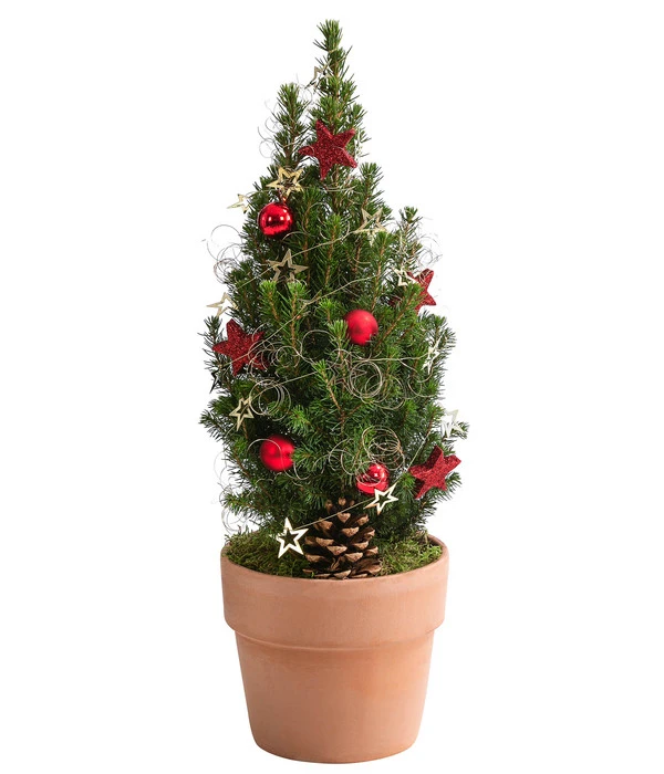 Geschmückter Weihnachtsbaum Terra 3 Geschmückter Weihnachtsbaum Terra