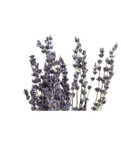Trockenblumenbund Lavendel -Gartenbedarf Angebote 6491682 PR DE 001 LavendeltiefblauBund DehnerExpressHerzig