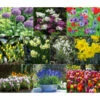 Dehner Blumenzwiebel 5 Monate Blütenpracht, 200 Stk. -Gartenbedarf Angebote 6617286 WE MO 001 DehnerBlumenzwiebel5MonateBlumenpaket