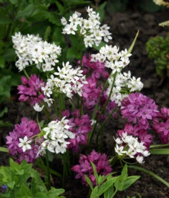 Dehner Blumenzwiebel 5 Monate Blütenpracht, 200 Stk. -Gartenbedarf Angebote 6617286 WE MO 002 DehnerBlumenzwiebel5MonateBlumenpaket