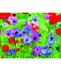 Dehner Blumenzwiebel 5 Monate Blütenpracht, 200 Stk. -Gartenbedarf Angebote 6617286 WE MO 003 DehnerBlumenzwiebel5MonateBlumenpaket