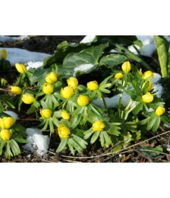 Dehner Blumenzwiebel 5 Monate Blütenpracht, 200 Stk. -Gartenbedarf Angebote 6617286 WE MO 004 DehnerBlumenzwiebel5MonateBlumenpaket