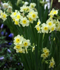 Dehner Blumenzwiebel 5 Monate Blütenpracht, 200 Stk. -Gartenbedarf Angebote 6617286 WE MO 005 DehnerBlumenzwiebel5MonateBlumenpaket