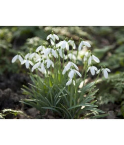 Dehner Blumenzwiebel 5 Monate Blütenpracht, 200 Stk. -Gartenbedarf Angebote 6617286 WE MO 006 DehnerBlumenzwiebel5MonateBlumenpaket