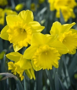 Dehner Blumenzwiebel 5 Monate Blütenpracht, 200 Stk. -Gartenbedarf Angebote 6617286 WE MO 007 DehnerBlumenzwiebel5MonateBlumenpaket