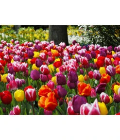 Dehner Blumenzwiebel 5 Monate Blütenpracht, 200 Stk. -Gartenbedarf Angebote 6617286 WE MO 010 DehnerBlumenzwiebel5MonateBlumenpaket