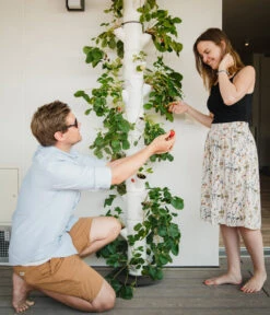 Gusta Garden Erdbeerbaum Sissi Strawberry Infinty, Ca. B32/H185/T27 Cm 6 Gusta Garden Erdbeerbaum Sissi Strawberry Infinty, Ca. B32/H185/T27 Cm -Gartenbedarf Angebote 6627012 WE MO 001 SissiStrawberry