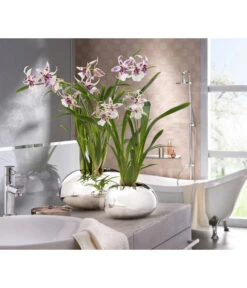 Scheurich Keramik-Übertopf Mirror Silver, Oval, Silber, Ca. B29/H14/T23 Cm 9 Scheurich Keramik-Übertopf Mirror Silver, Oval, Silber, Ca. B29/H14/T23 Cm -Gartenbedarf Angebote 6642029 PR MO 001 OrchideentopfMirrorSilber