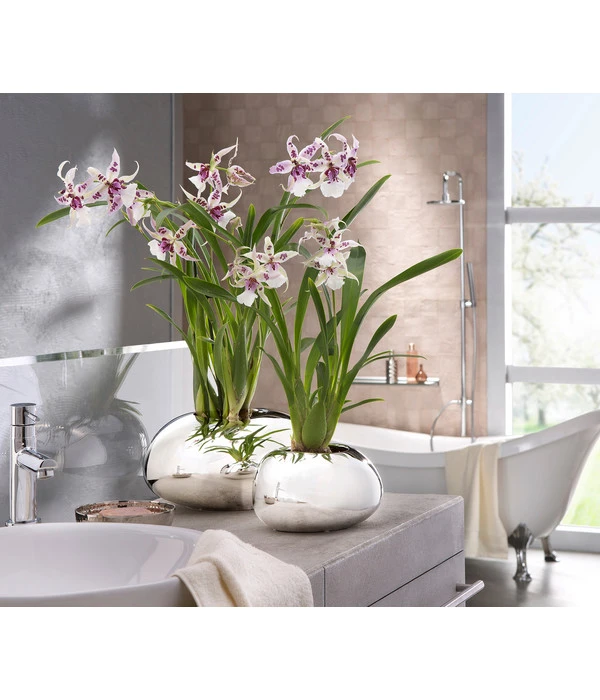 Scheurich Keramik-Übertopf Mirror Silver, Oval, Silber, Ca. B29/H14/T23 Cm 5 Scheurich Keramik-Übertopf Mirror Silver, Oval, Silber, Ca. B29/H14/T23 Cm – Bild 3