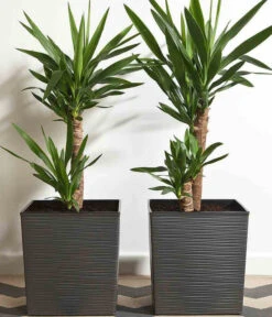 Siena Garden Kunststoff-Topf Biron, Eckig, Ca. B40/H41,5/T40 Cm -Gartenbedarf Angebote 6655336 WE MO 002 PflanzgefaessBironGraphit