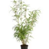 Schirmbambus 2 Schirmbambus -Gartenbedarf Angebote 7002678 PR FS 001 FargesiaNitidaBambus2LDehnerExpressHerzig