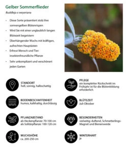 Gelber Sommerflieder 8 Gelber Sommerflieder -Gartenbedarf Angebote 7078199 WE IG 001 GelberSommerflieder