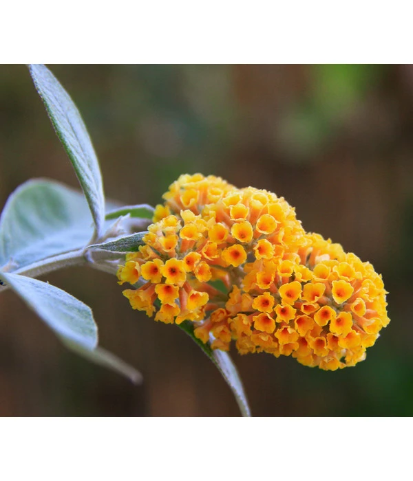 Gelber Sommerflieder 3 Gelber Sommerflieder